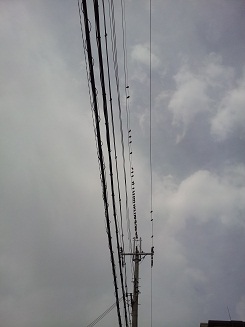 電線に無数の鳥が・・