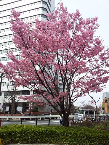 桜が咲いていた！？
